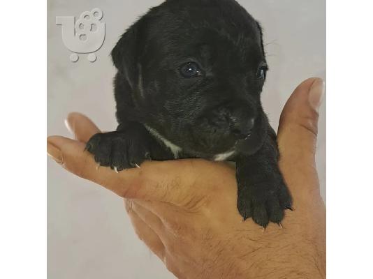 Cane Corso κουτάβια