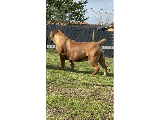 Νοτιοαφρικανικός Μαστίφ – Κουτάβια Boerboel