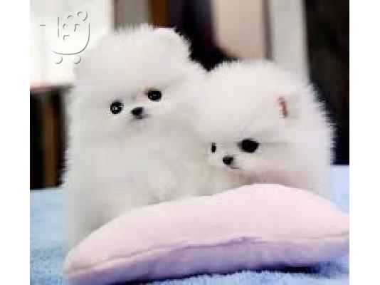 PoulaTo: Δώστε δύο Pomeranian κουτάβια για την υιοθεσία