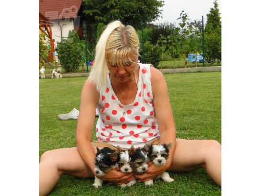 2 χαριτωμένο biewer yorkshire Terrier (αρσενικό και θηλυκό)