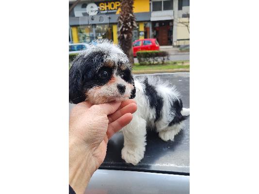Maltese