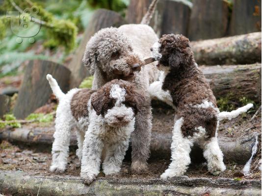 PoulaTo: Lagotto Romagnolo - Λαγκότο Ρομανιόλο