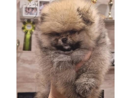 Pomeranian Spitz κουτάβια