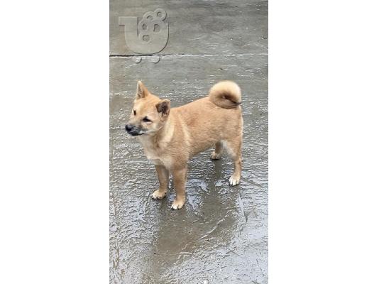 Shiba inu κουτάβια