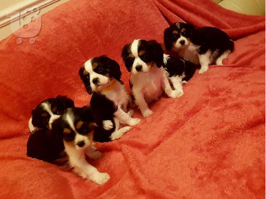 PoulaTo: Έχω τα κουτάβια Cavalier King Charles Spaniel προς πώληση.