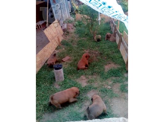 Πωλούνται 3 κουτάβια Τσόου Τσόου- 270 ευρώ