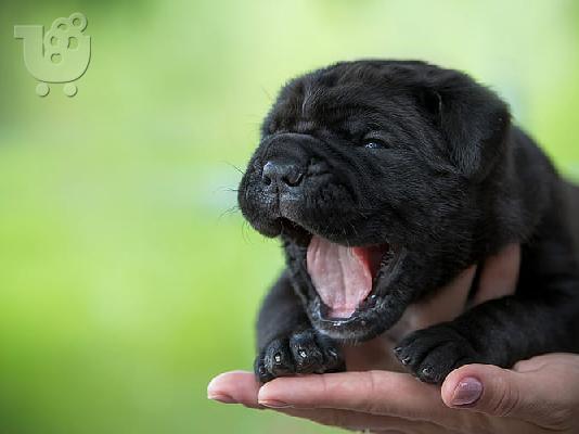 PoulaTo: Shar pei - Σαρ Πέι