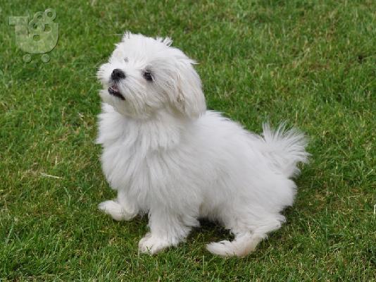 PoulaTo: Maltipoo