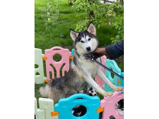 Preslatki psići Pomsky na prodaju.
