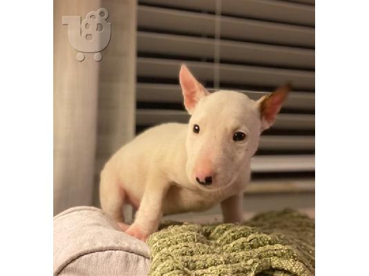 PoulaTo: Καταπληκτικά κουτάβια Bulterrier
