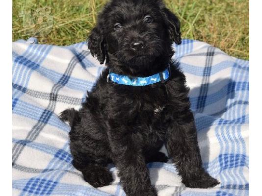 Labradoodle