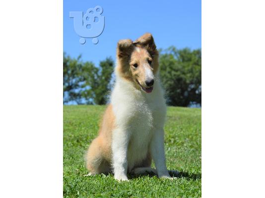 PoulaTo: Πολύ παιχνιδιάρικο Chow Chow Pups