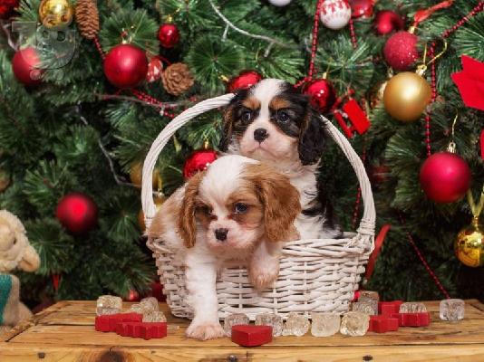 PoulaTo: Cavalier βασιλιάς Charles Puppies.