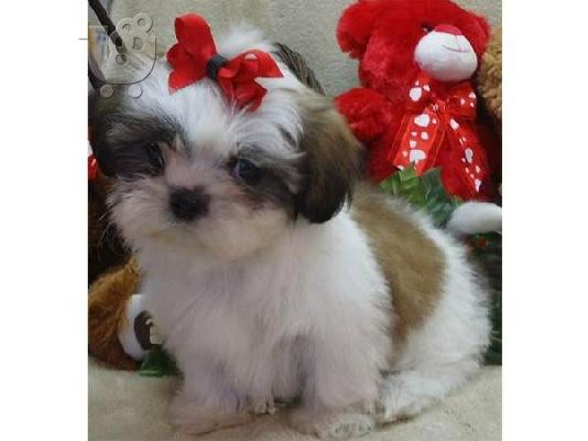 PoulaTo: Γλυκά κουτάβια Shih Tzu για υιοθεσία
