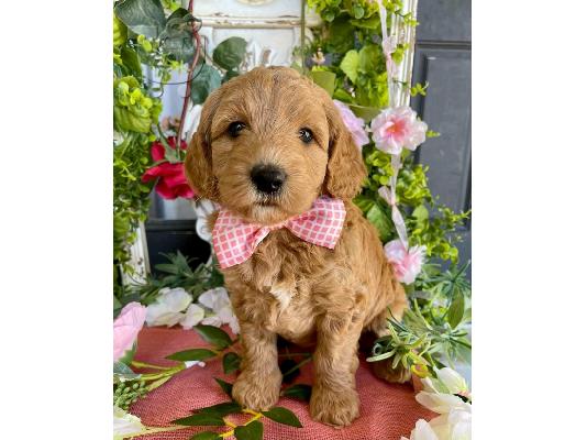 PoulaTo: Τα κουτάβια Goldendoodle είναι έτοιμα τώρα.