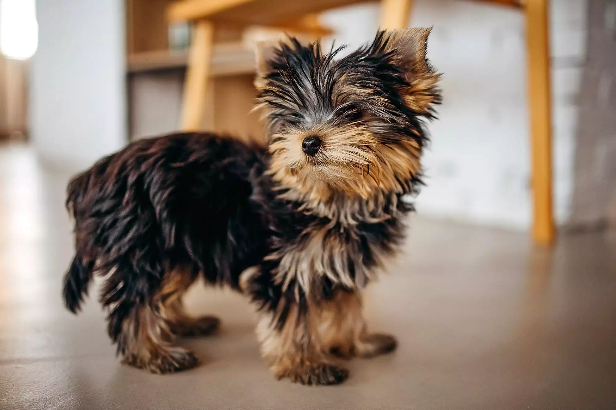 PoulaTo: Yorkshire puppies mini size - Γιόρκσαιρ κουτάβια μίνι μέγεθος