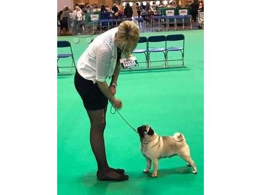 PoulaTo: Διαθέσιμα εκπληκτικά κουτάβια Pug ποιότητας