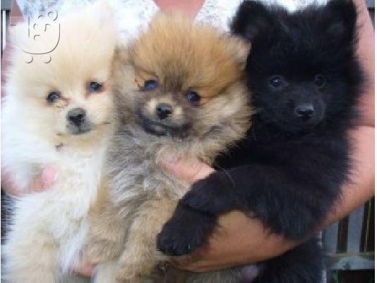 PoulaTo: Όμορφο Pomeranian κουτάβι προς πώληση