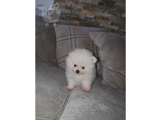 Teacup Pomeranian κουτάβια προς πώληση