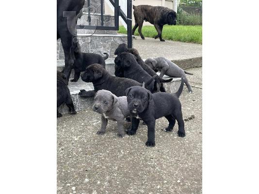 PoulaTo: Cane Corso κουτάβια