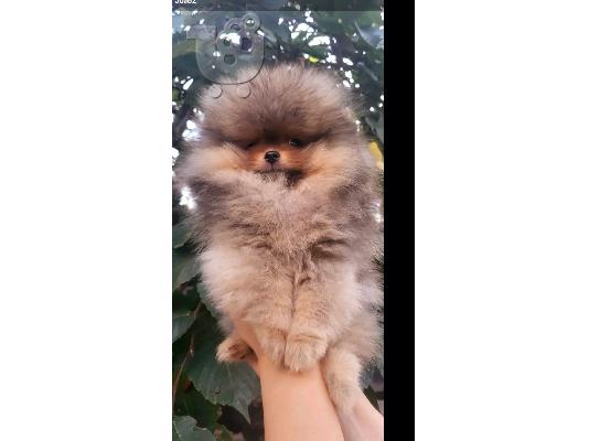 Pomeranian Spitz κουτάβια
