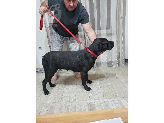 Cane Corso κουτάβια προς πώληση