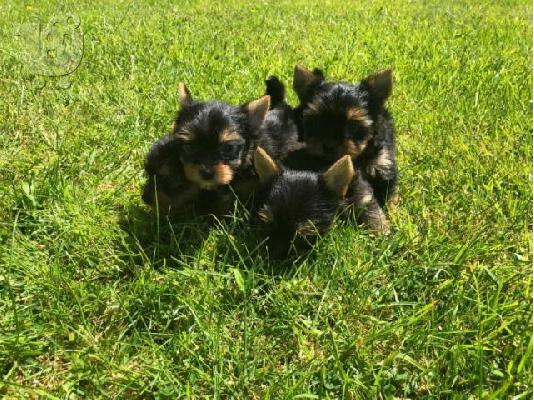 Katharóaima mikroskopiká koutávia Yorkie
