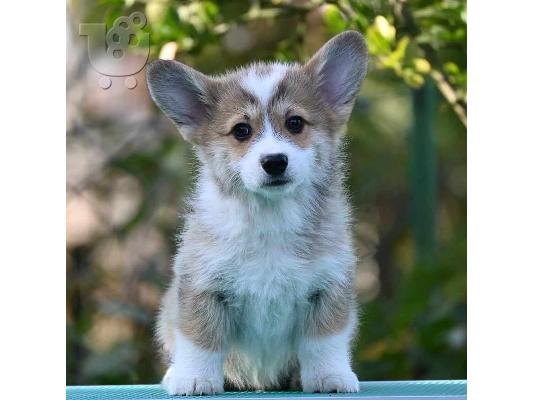 PoulaTo: Ουαλικό Corgi Pembroke