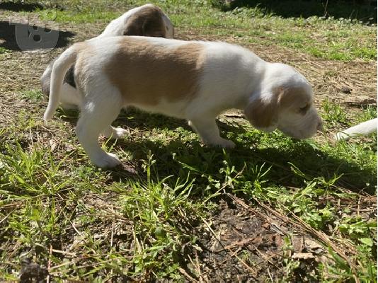PoulaTo: American Foxhound