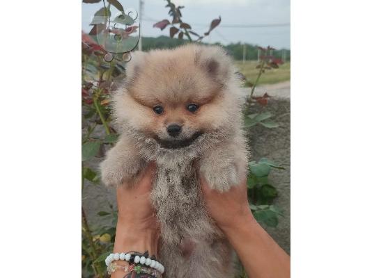 Pomeranian όμορφα κουτάβια