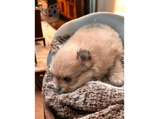 Pomeranian Spitz κουτάβια