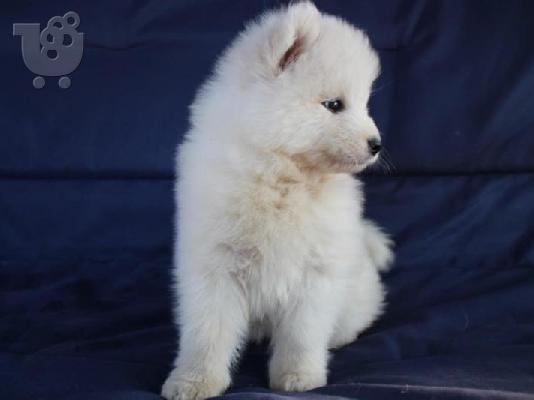 Samoyed κουτάβια