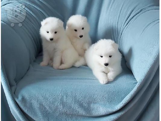 PoulaTo: Γεια σας πωλούν όμορφο μωρό Samoyed girl.All εμβολιασμού