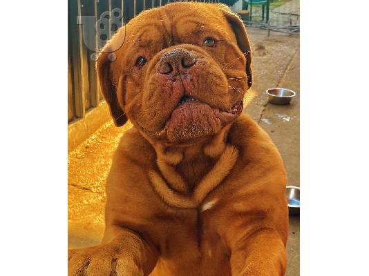 Dogue de Bordeaux κουτάβια