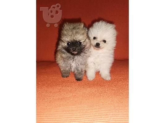 Pomeranian κουτάβια