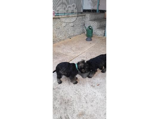 Schnauzer mini - Σνάουτσερ μινι