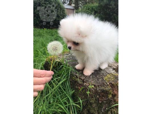 Pomeranian ψάχνει για ένα νέο σπίτι,