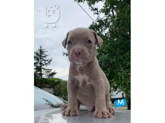 PoulaTo: Pitbull κουτάβια προς πώληση