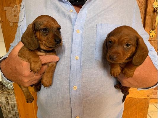 PoulaTo: AKC Dachshunds