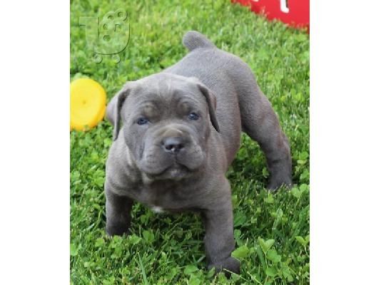 PoulaTo: Διαθέσιμα κουτάβια Cane Corso