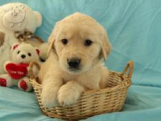 PoulaTo: Ελκυστικά κουτάβια Golden Retriever