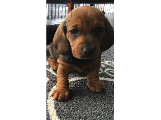 PoulaTo: Μικροσκοπικά κουτάβια Dachshund