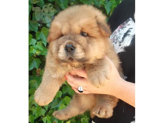 Chow Chow Diathétoume arseniká kai thilyká