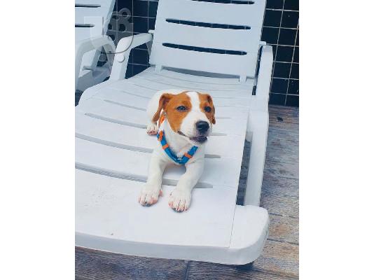 PoulaTo: Λατρευτά κουτάβια Jack Russell διαθέσιμα