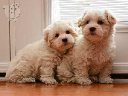 PoulaTo: Maltipoo