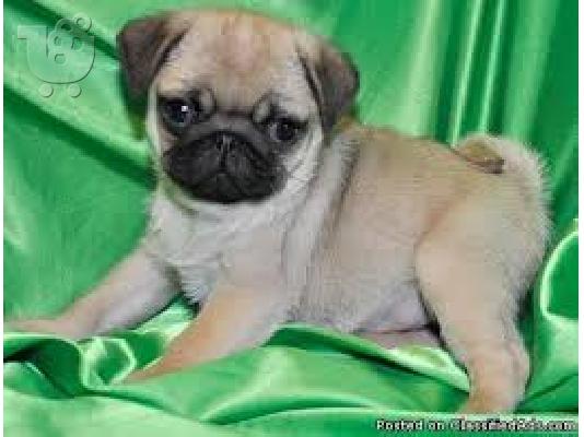 PoulaTo: κουτάβια mopse pug για καλά σπίτια