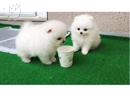 PoulaTo: Δύο φοβερά κουτάβια Pomeranian