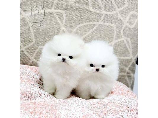PoulaTo: καθαρόαιμο pomeranian