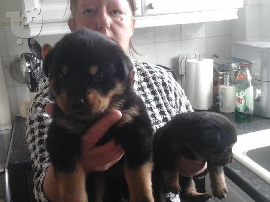 Χαριτωμένα κουτάβια Rottweiler προς πώληση.