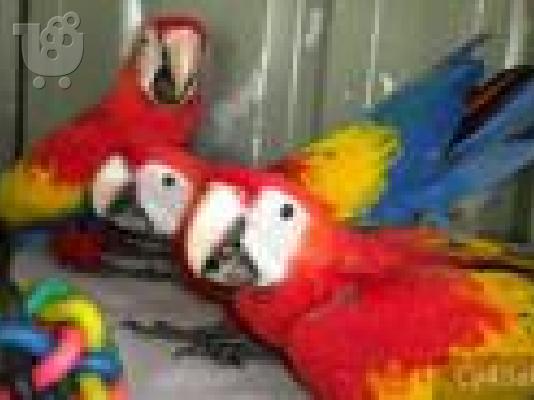 PoulaTo: scarlet παπαγάλος macaw για 200 €